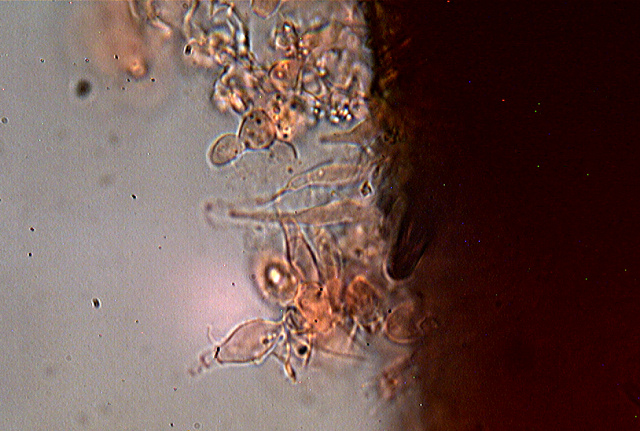 Funghi da dieci centesimi